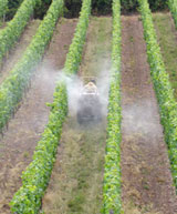 Tractor spraying vines