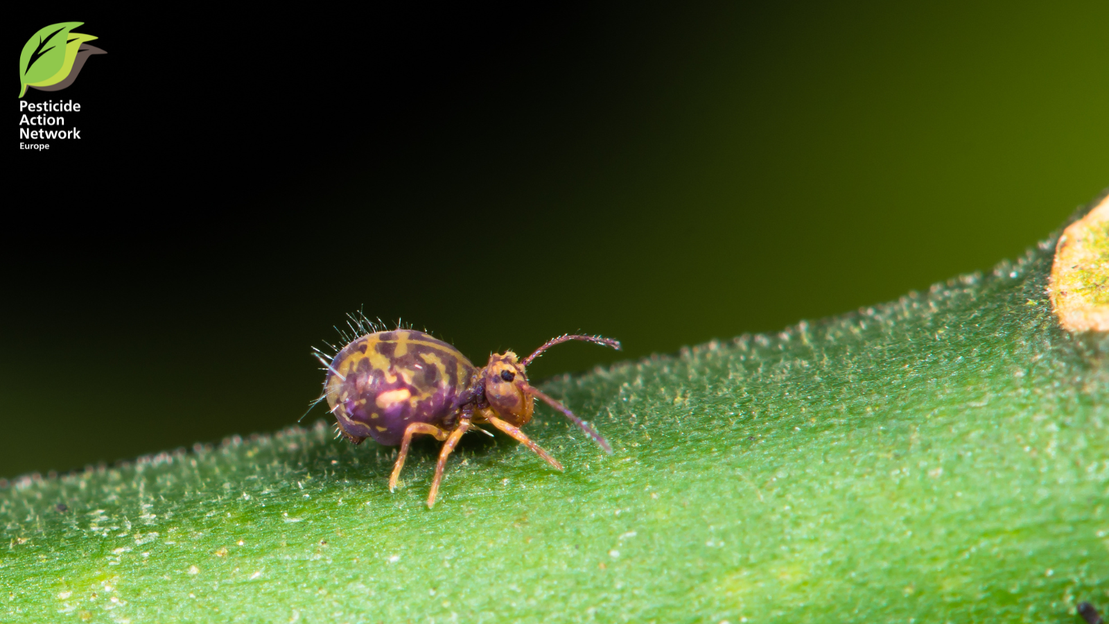 Arthropod of the month | PAN Europe