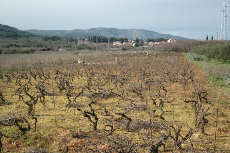 Herbicide in the Stari Grad Plain, March 2016, by Vivian Grisogona